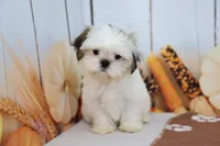 Rose, a female Shih Tzu for sale in Millersburg, IN – 2 of 4