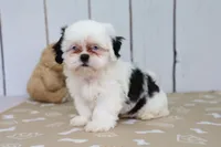 Trey, a male Shih Tzu for sale in Millersburg, IN – 2 of 4