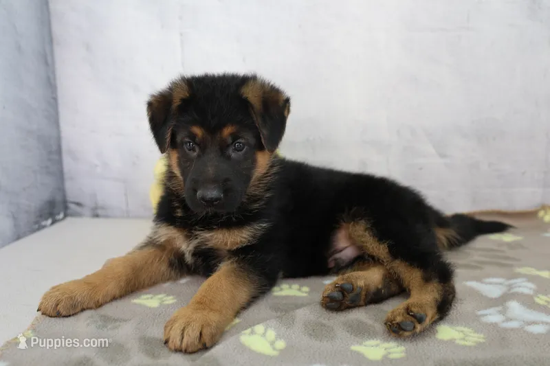 Andrew – German Shepherd Dog puppy for sale in Millersburg, IN
