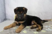 Andrew, a male German Shepherd Dog for sale in Millersburg, IN – 1 of 4