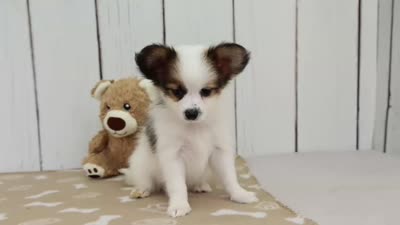 Valor, a male Papillon for sale in Millersburg, IN – 4 of 4