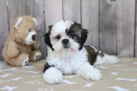 Mia, a female Shih Tzu for sale in Millersburg, IN – 2 of 3