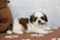Bandit, a male Shih Tzu for sale in Millersburg, IN – 7 of 7