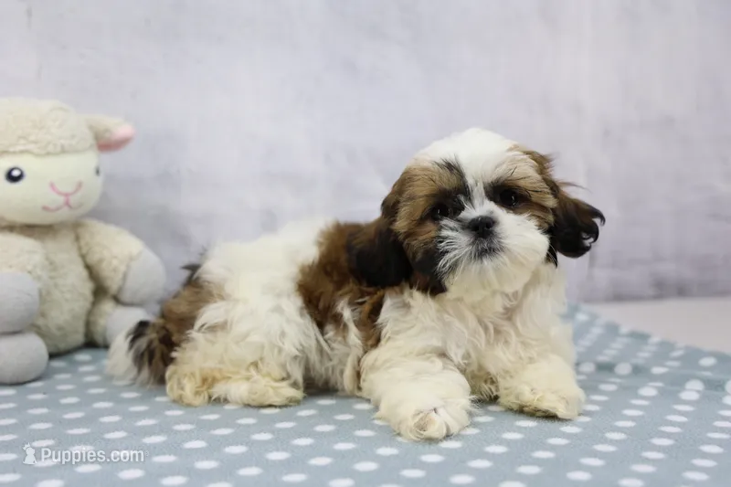 Jewl – Shih Tzu puppy for sale in Millersburg, IN