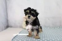 Oaklynn, a female Morkie for sale in Millersburg, IN – 3 of 4