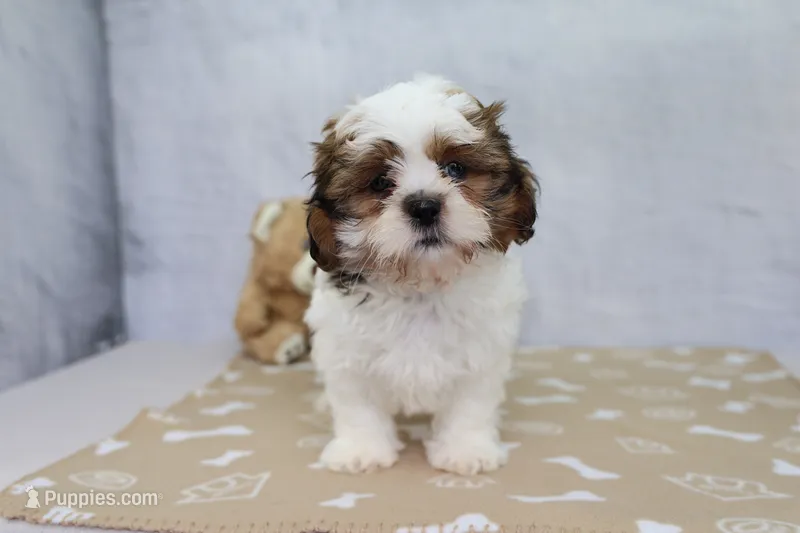 Tucker  – Shih Tzu puppy for sale in Millersburg, IN