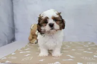 Tucker , a male Shih Tzu for sale in Millersburg, IN – 1 of 4