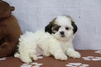 Judy, a female Shih Tzu for sale in Millersburg, IN – 2 of 4