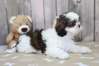 Moose, a male Shih Tzu for sale in Millersburg, IN – 3 of 3