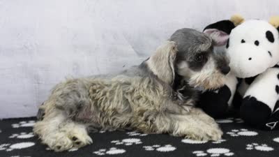 Noriah, a female Miniature Schnauzer for sale in Millersburg, IN – 4 of 4