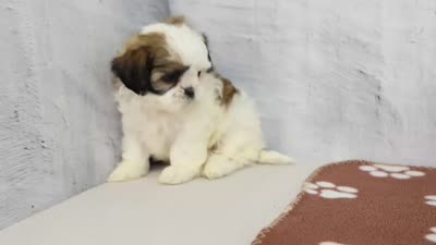 Judy, a female Shih Tzu for sale in Millersburg, IN – 4 of 4