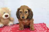 Yuri, a male Miniature Dachshund for sale in Millersburg, IN – 3 of 3