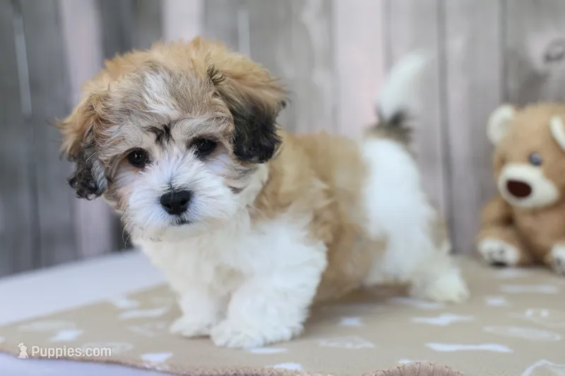 Stetson – Shichon puppy for sale in Millersburg, IN