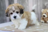 Stetson, a male Shichon for sale in Millersburg, IN – 1 of 3