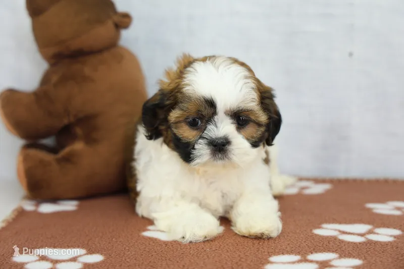 Jewl – Shih Tzu puppy for sale in Millersburg, IN