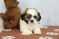 Jewl, a female Shih Tzu for sale in Millersburg, IN – 1 of 4