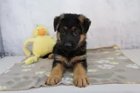 Andrew, a male German Shepherd Dog for sale in Millersburg, IN – 3 of 4