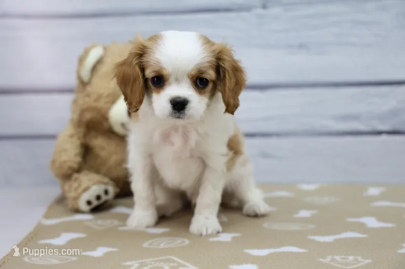 Andy – Cavalier King Charles Spaniel puppy for sale in Millersburg, IN