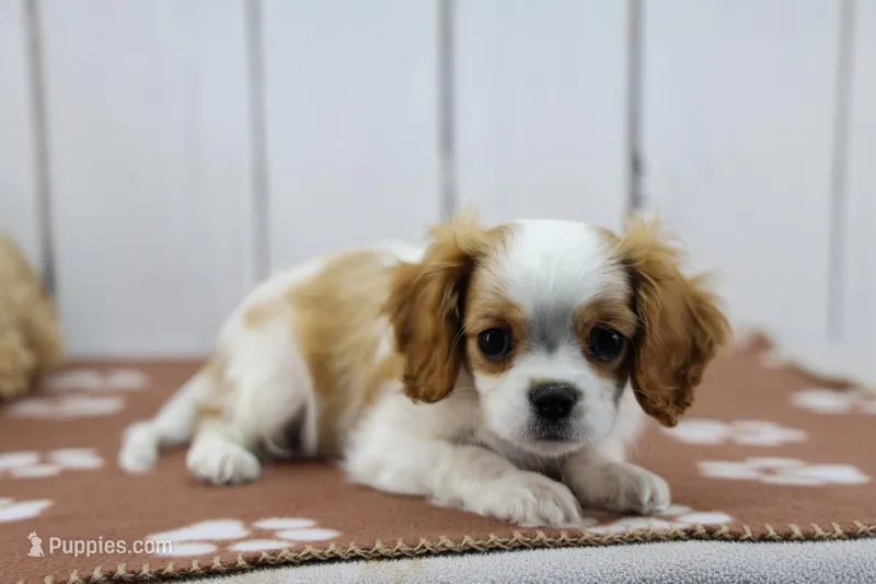 Andy – Cavalier King Charles Spaniel puppy for sale in Millersburg, IN