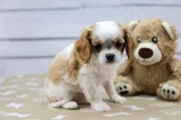 Andy, a male Cavalier King Charles Spaniel for sale in Millersburg, IN – Photo 3 of 3