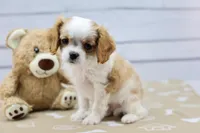 Andy, a male Cavalier King Charles Spaniel for sale in Millersburg, IN – Photo 2 of 3