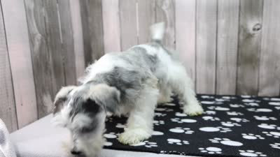 Nate, a male Miniature Schnauzer for sale in Millersburg, IN – 4 of 4