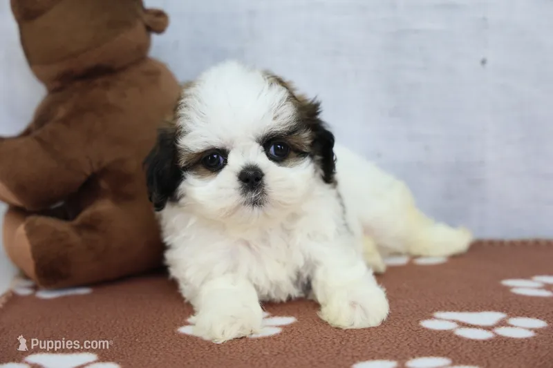 Jada – Shih Tzu puppy for sale in Millersburg, IN