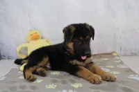 Andrew, a male German Shepherd Dog for sale in Millersburg, IN – 2 of 4