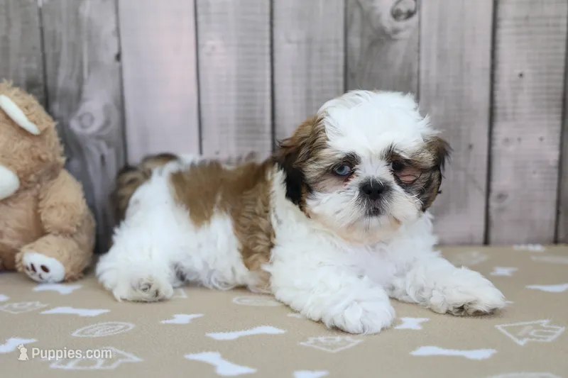 Mitchell – Shih Tzu puppy for sale in Millersburg, IN