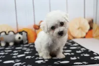 Jameson, a male Bichon Frise for sale in Millersburg, IN – 3 of 4