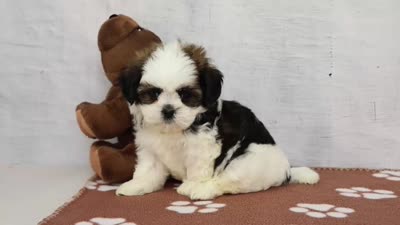 Jack, a male Shih Tzu for sale in Millersburg, IN – 4 of 4