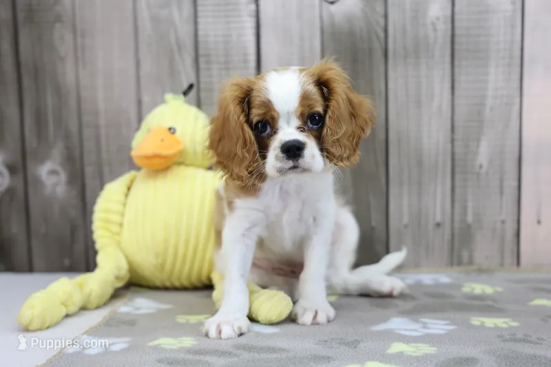 Walker – Cavalier King Charles Spaniel puppy for sale in Millersburg, IN