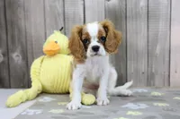 Walker, a male Cavalier King Charles Spaniel for sale in Millersburg, IN – 1 of 4