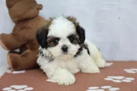 Jack, a male Shih Tzu for sale in Millersburg, IN – 2 of 4