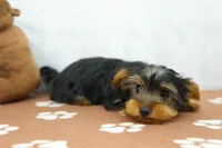 Grant, a male Yorkshire Terrier for sale in Millersburg, IN – 3 of 4