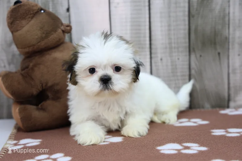 Rose – Shih Tzu puppy for sale in Millersburg, IN