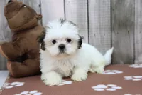 Rose, a female Shih Tzu for sale in Millersburg, IN – 1 of 4