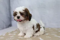 Tucker , a male Shih Tzu for sale in Millersburg, IN – 3 of 4
