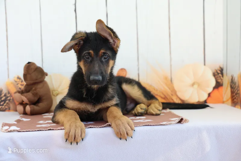 Andrew – German Shepherd Dog puppy for sale in Millersburg, IN
