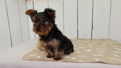 Rio, a male Yorkshire Terrier for sale in Millersburg, IN – 4 of 4