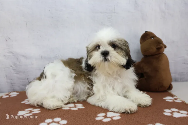 Molly – Shih Tzu puppy for sale in Millersburg, IN