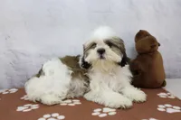 Molly, a female Shih Tzu for sale in Millersburg, IN – 1 of 10