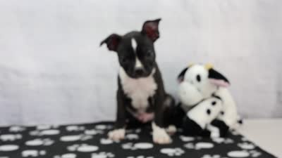 Liam, a male Boston Terrier for sale in Millersburg, IN – 4 of 4