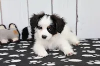 Vector, a male Papillon for sale in Millersburg, IN – 3 of 4