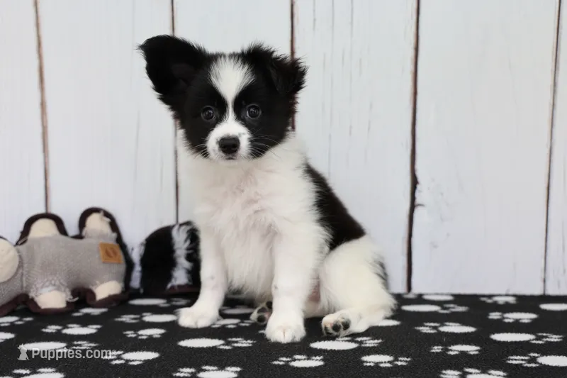 Vadar – Papillon puppy for sale in Millersburg, IN