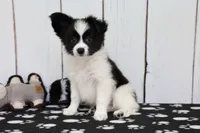 Vadar, a male Papillon for sale in Millersburg, IN – 1 of 4