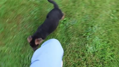 Aaron, a male German Shepherd Dog for sale in Millersburg, IN – 4 of 4