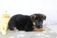 Amelia , a female German Shepherd Dog for sale in Millersburg, IN – 2 of 4