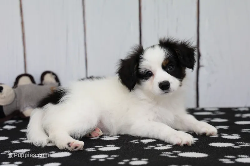 Vector – Papillon puppy for sale in Millersburg, IN