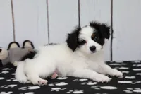 Vector, a male Papillon for sale in Millersburg, IN – 1 of 4